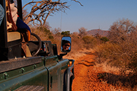 hunting Cape buffalo in South Africa
