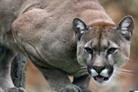 Hunting Cougar