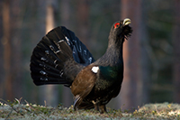 hunting Capercaillie in Bulgaria