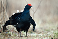 hunting Black Cock in Latvia