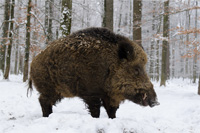 hunting Wild-boar in Germany