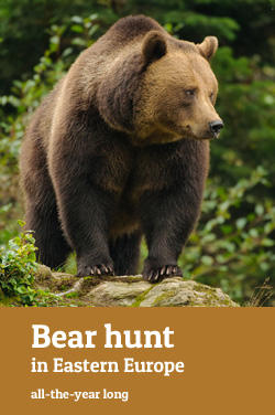 Bear hunt in Eastern-Europe