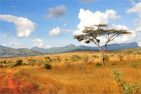 hunting African elephant in Namibia