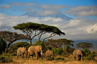 hunting in Tanzania