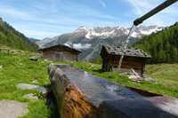 hunting Roe Buck in Switzerland