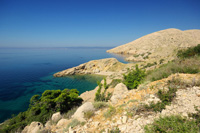 hunting Mouflon-ram in Croatia