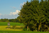 hunting Red-stag in Hungary