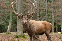hunting Red-stag in Spain