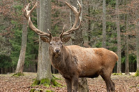 hunting Red-stag in Argentina