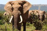 hunting African elephant in Tanzania