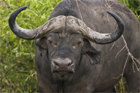 hunting Cape buffalo in Tanzania