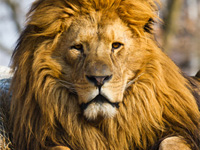 hunting Lion in Tanzania