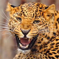 hunting Leopard in Namibia