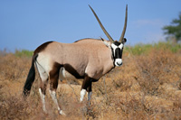 hunting Antelopes in Namibia