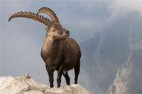 Hunting Ibex