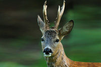 hunting Roe Buck in Switzerland