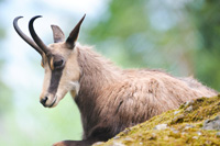 hunting Chamois in Switzerland