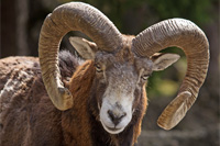 hunting Mouflon-ram in Bulgaria
