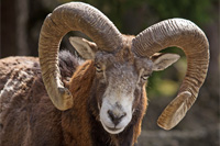 Hunting Mouflon-ram