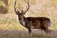 hunting Fallow-stag in Germany