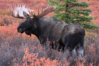 Hunting Moose