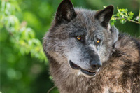 hunting Wolf in Romania