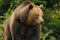hunting Brown-bear in Romania